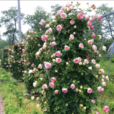 蔷薇爬藤大花月季苗特大花欧月藤本花卉盆栽室外庭院