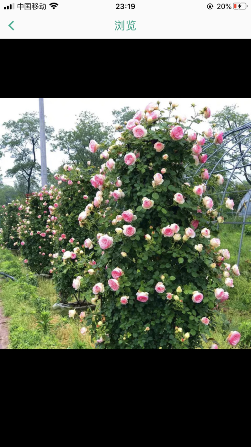 蔷薇爬藤大花月季苗特大花欧月藤本花卉盆栽室外庭院