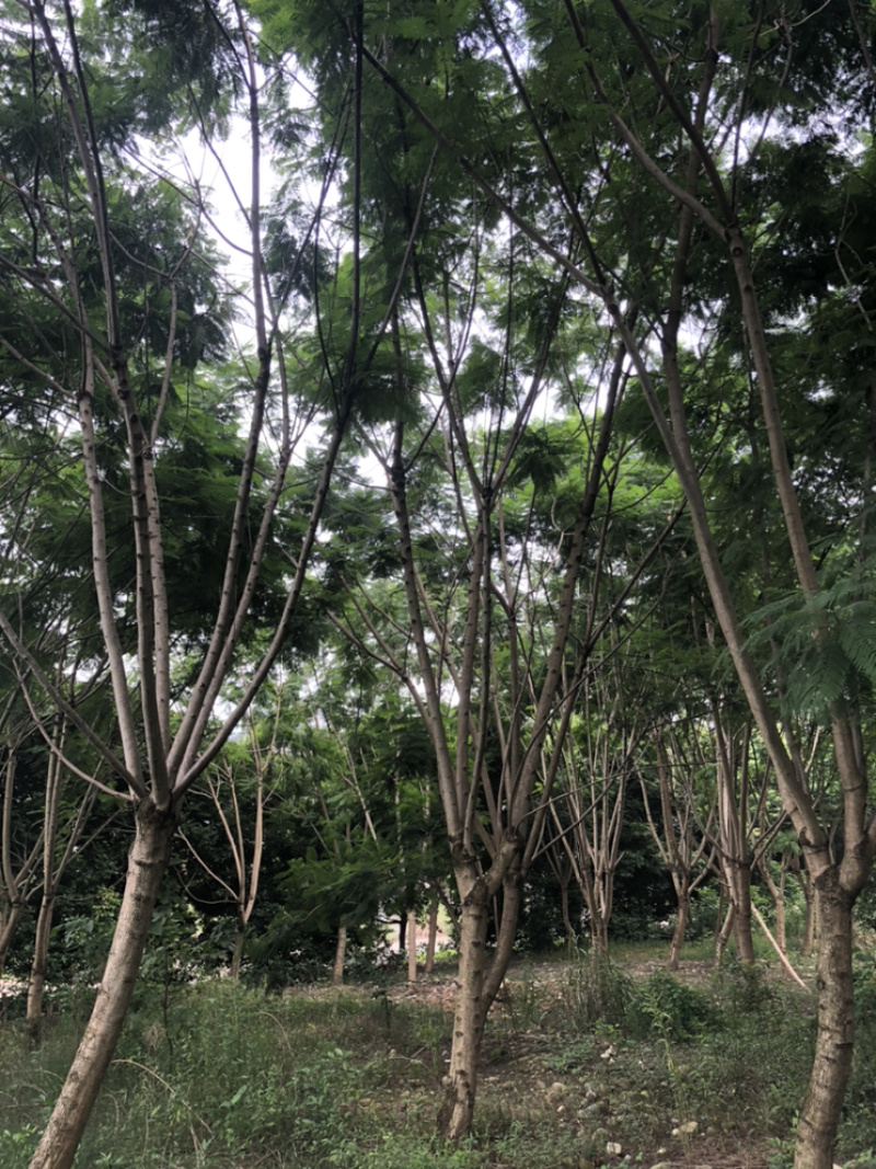 蓝花楹20公分18-20公分有量供应