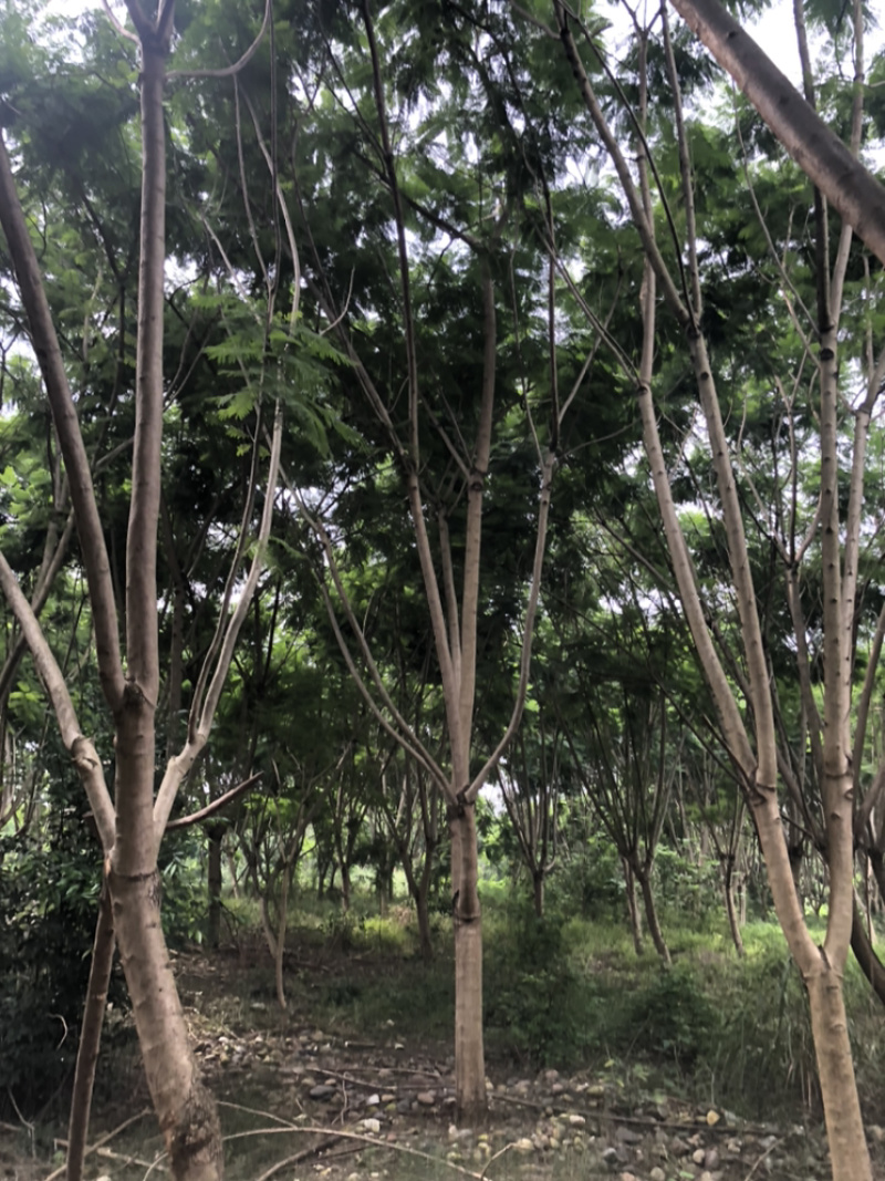 蓝花楹20公分18-20公分有量供应