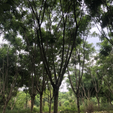 蓝花楹20公分18-20公分有量供应