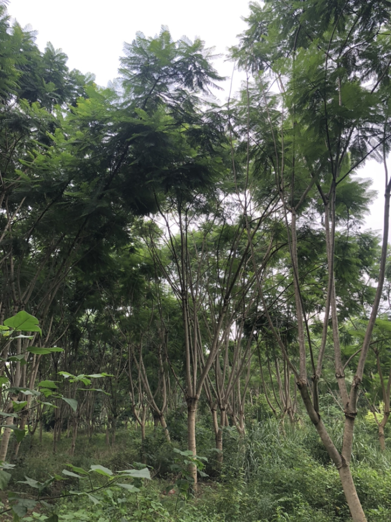 蓝花楹20公分18-20公分有量供应