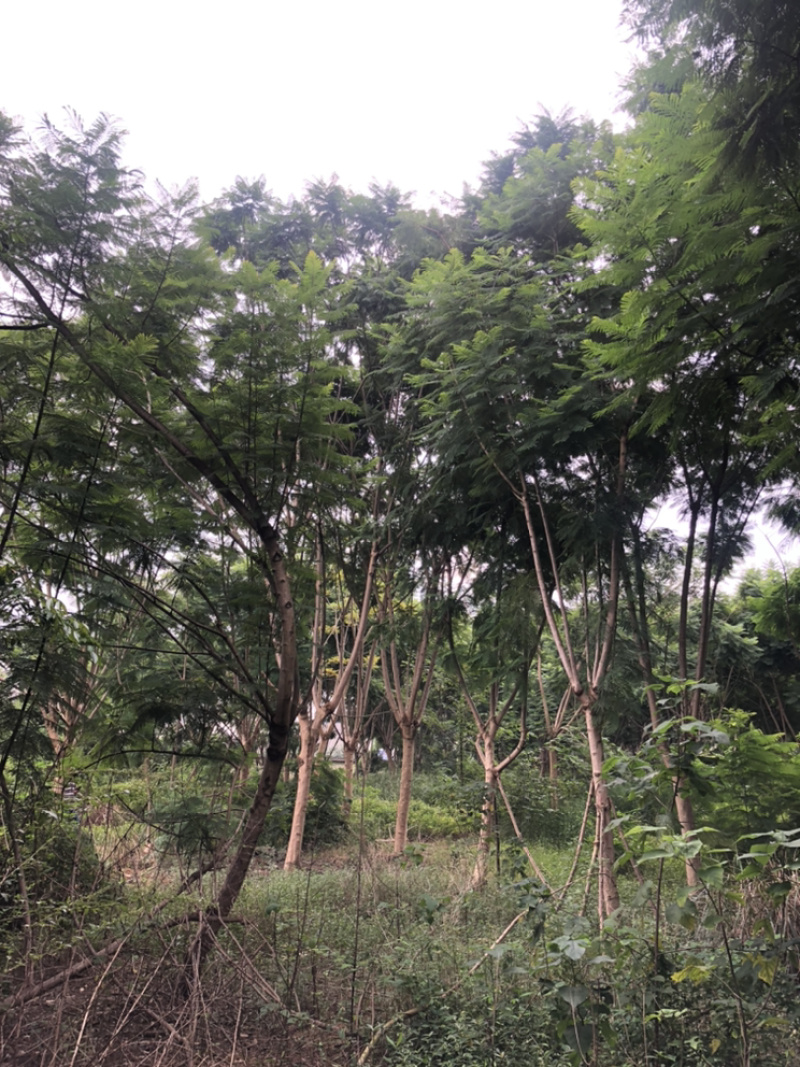 蓝花楹20公分18-20公分有量供应