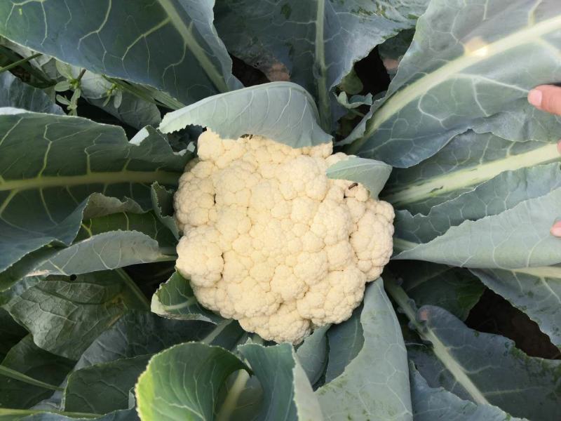 菜花量大可以全国发货放心购买质量保证