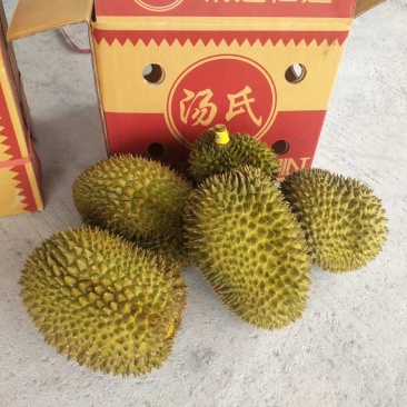 汤氏泰国金枕头榴莲产地一手货源批发商直销