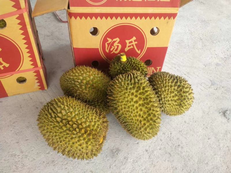 汤氏泰国金枕头榴莲产地一手货源批发商直销