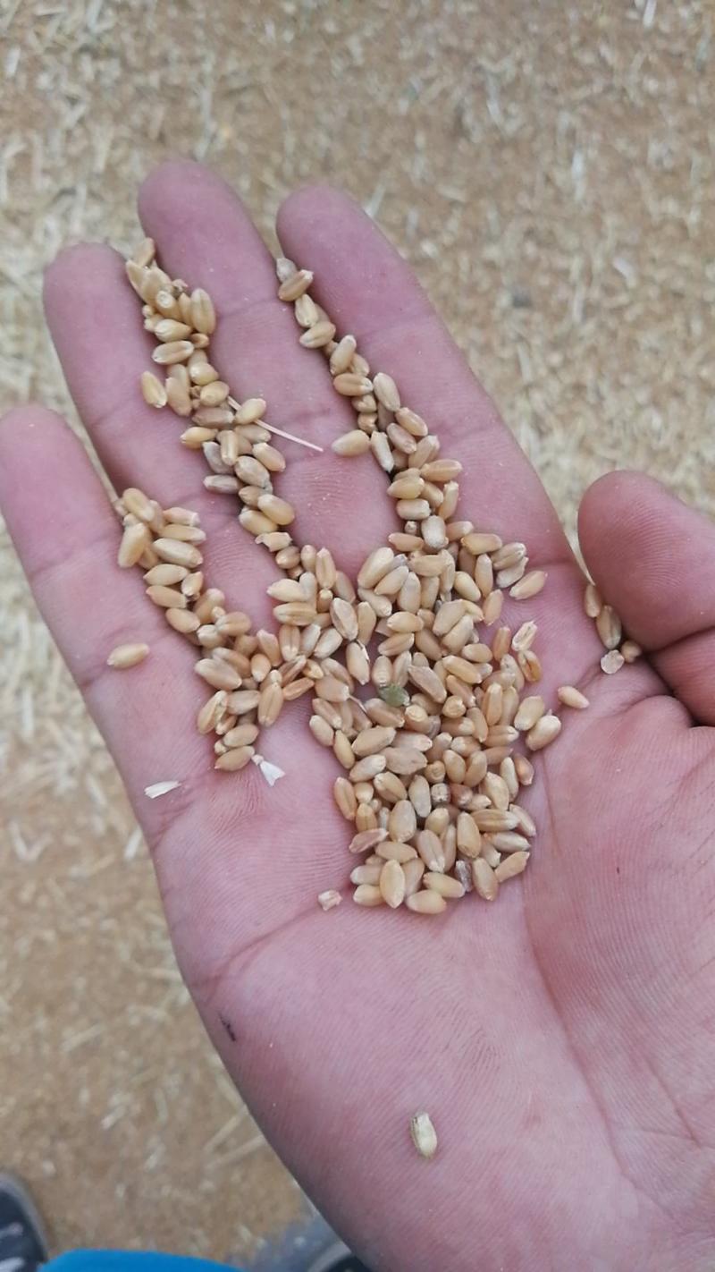 小麦商品2020年新麦子