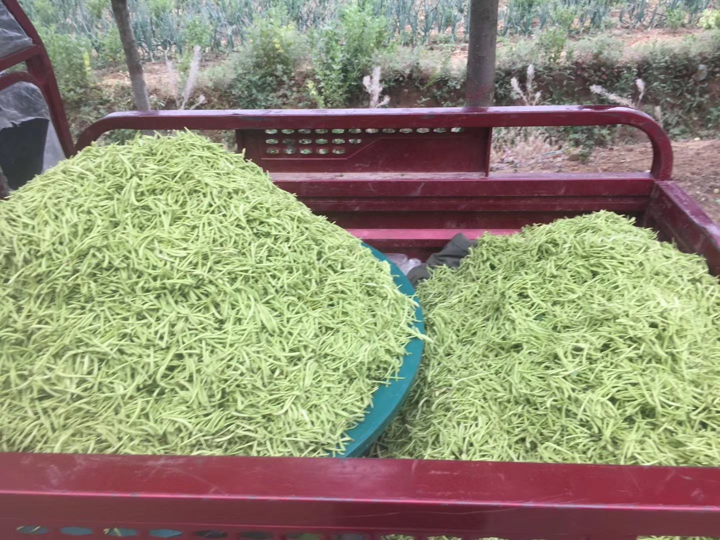 百合固金片说明书与百合实物图