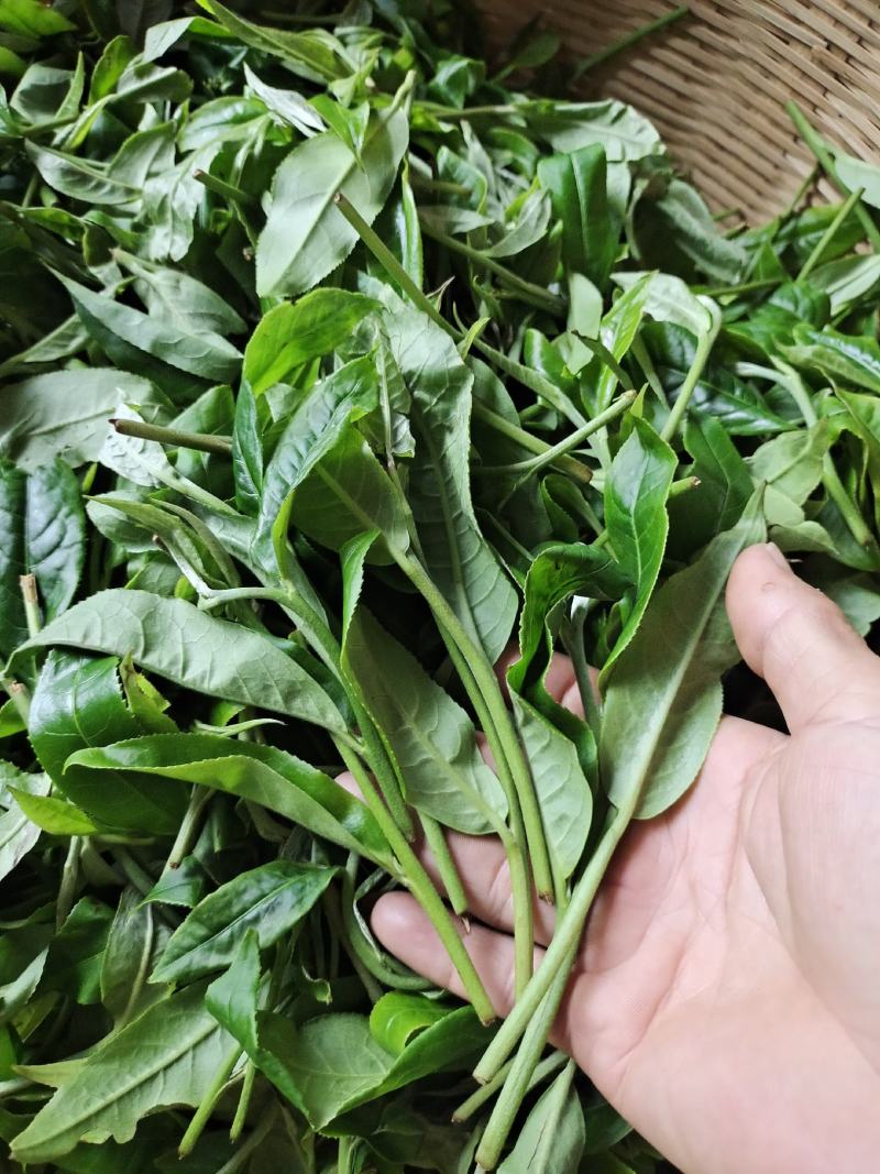 易武片区秋季茶，春茶，