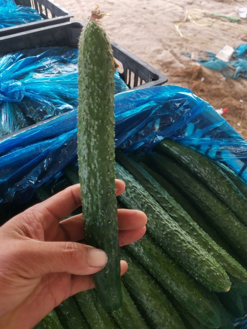 精品亮条密刺黄瓜大棚黄瓜瓜条直大量供应中产地直发