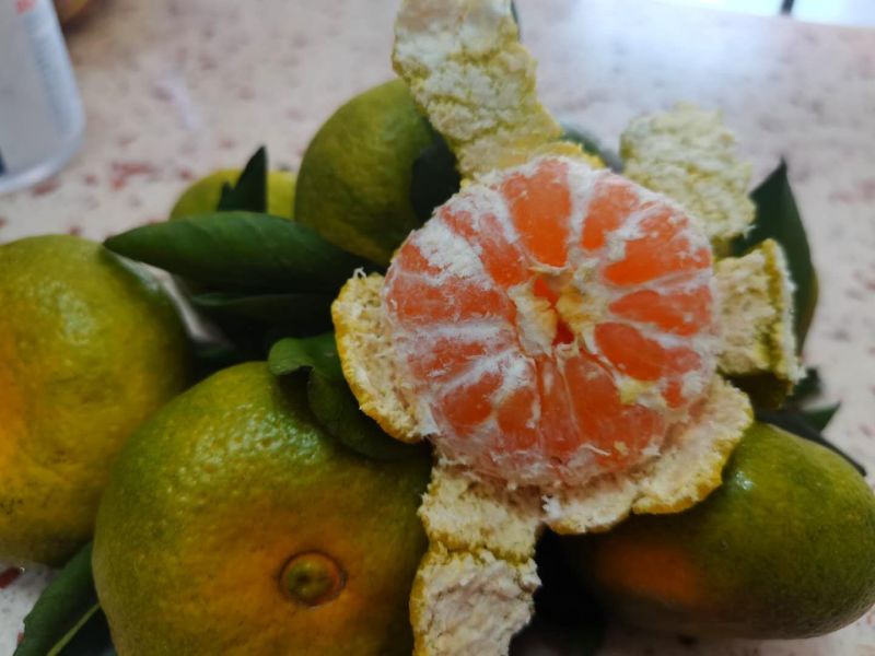 早熟蜜橘柑桔个大皮薄，口感鲜甜，入口化渣，现已大量上市