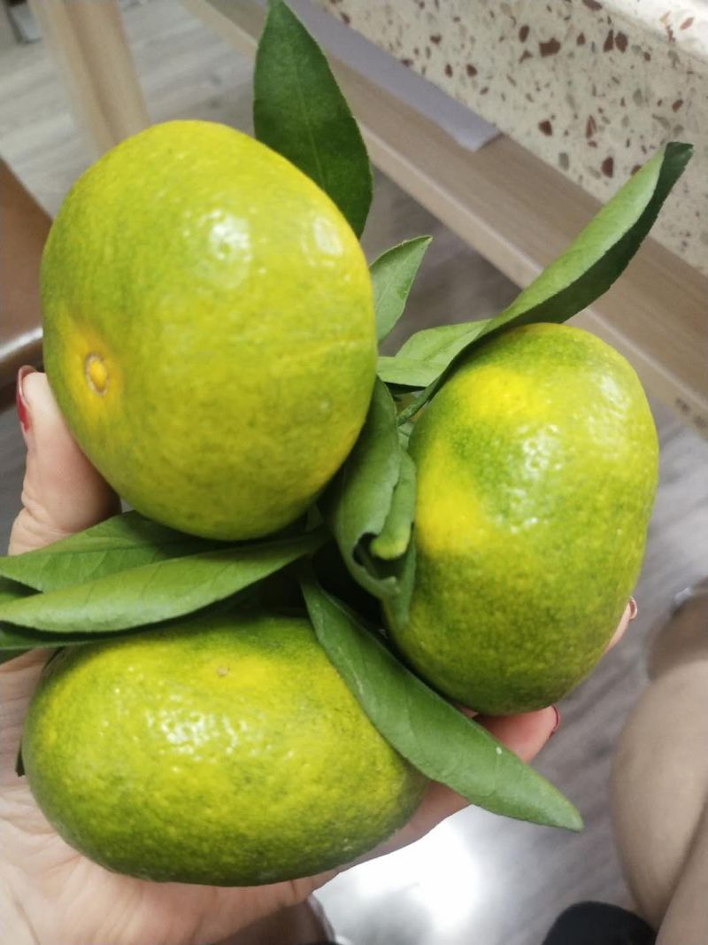 早熟蜜橘柑桔个大皮薄，口感鲜甜，入口化渣，现已大量上市
