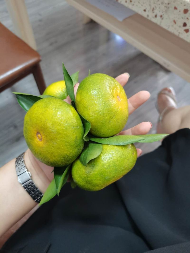 早熟蜜橘柑桔个大皮薄，口感鲜甜，入口化渣，现已大量上市