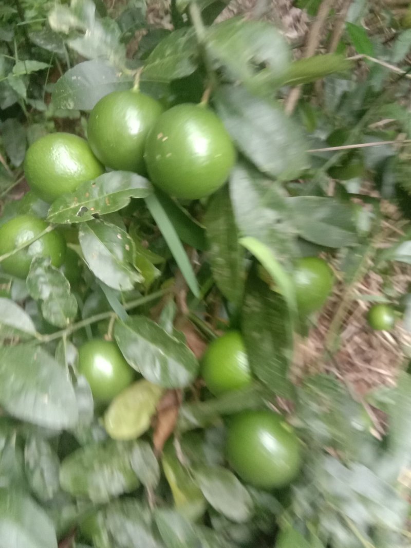 广西土柠檬薄皮多汁越南青柠檬潮汕柠檬蘸水柠檬七咸柠檬