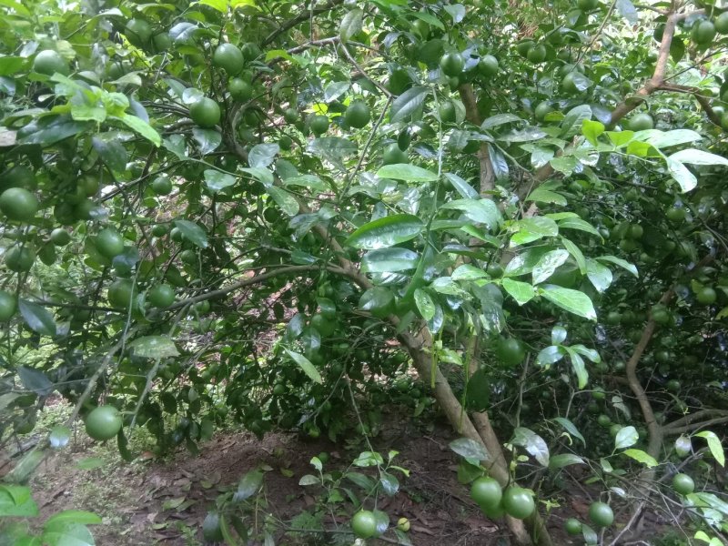广西土柠檬薄皮多汁越南青柠檬潮汕柠檬蘸水柠檬七咸柠檬