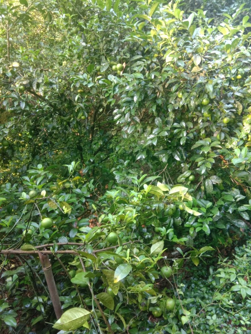 广西土柠檬薄皮多汁越南青柠檬潮汕柠檬蘸水柠檬七咸柠檬