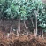 苹果树果苗烟富10号红富士苹果苗南北方种植乔化矮化