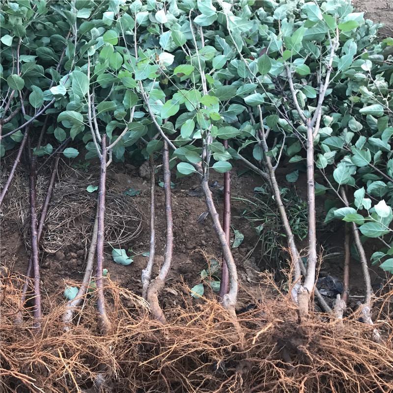 苹果树果苗烟富10号红富士苹果苗南北方种植乔化矮化