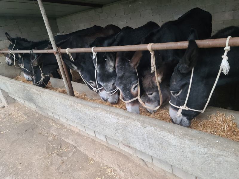 活驴肉驴架子驴公母小驴苗生长速度快适应能力强
