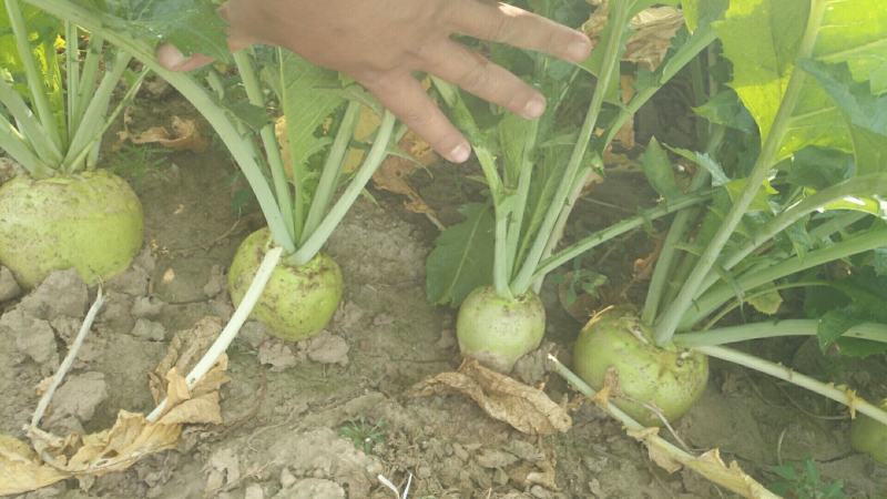 芥菜头大量上市中欢迎来电洽谈