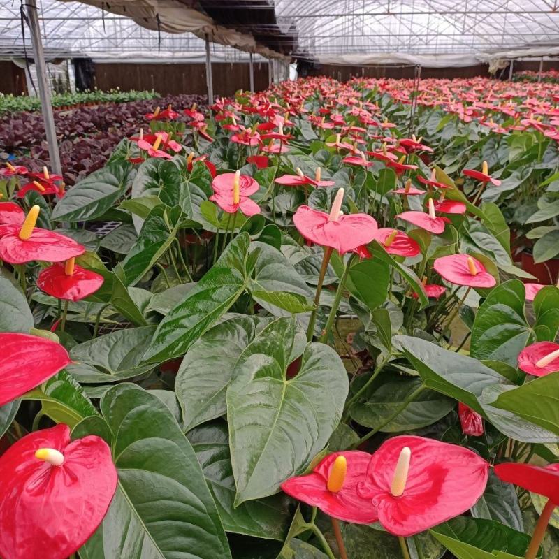 室内花卉红掌粉掌白掌四季开花鸿运当头一帆风顺净化空气盆栽