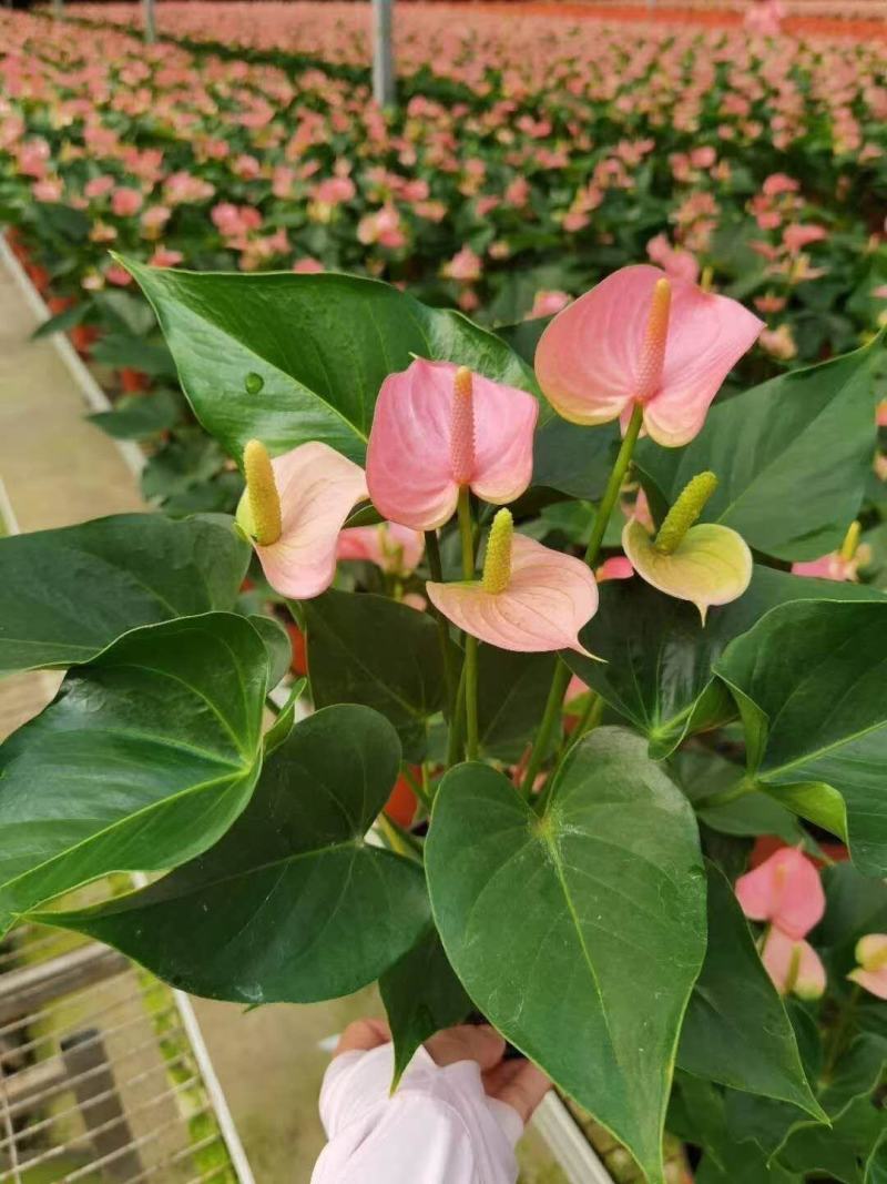 室内花卉红掌粉掌白掌四季开花鸿运当头一帆风顺净化空气盆栽