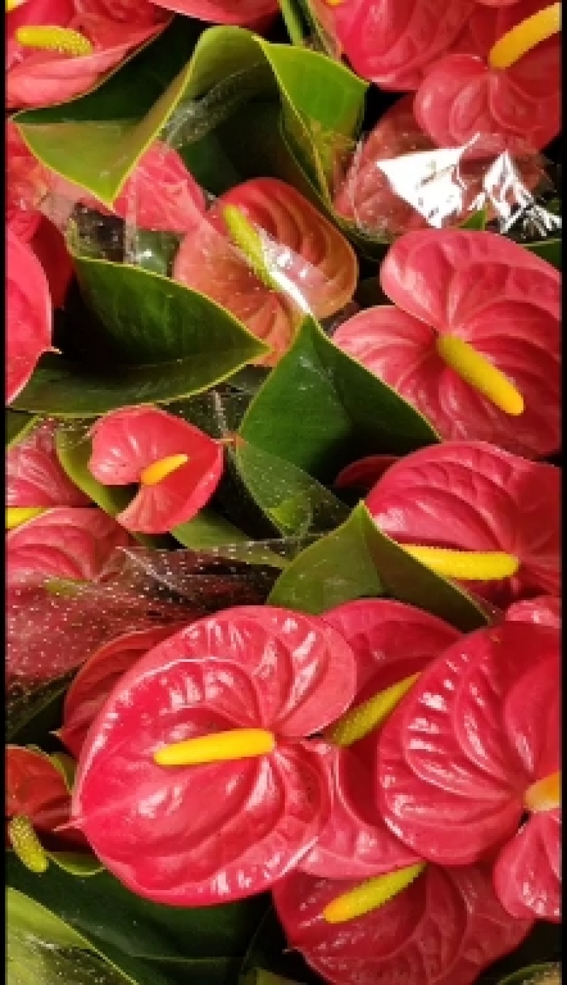 室内花卉红掌粉掌白掌四季开花鸿运当头一帆风顺净化空气盆栽