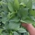 110#绿萝植物水培绿植自己家有货大量供应