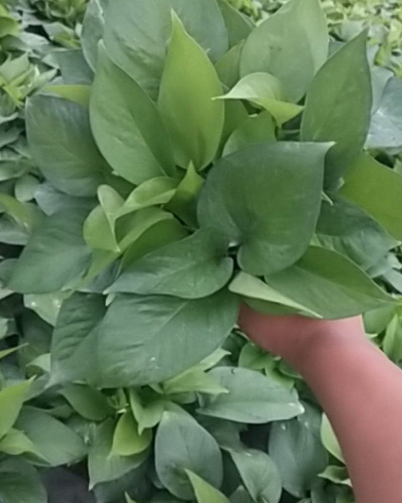 110#绿萝植物水培绿植自己家有货大量供应