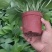 110#绿萝植物水培绿植自己家有货大量供应
