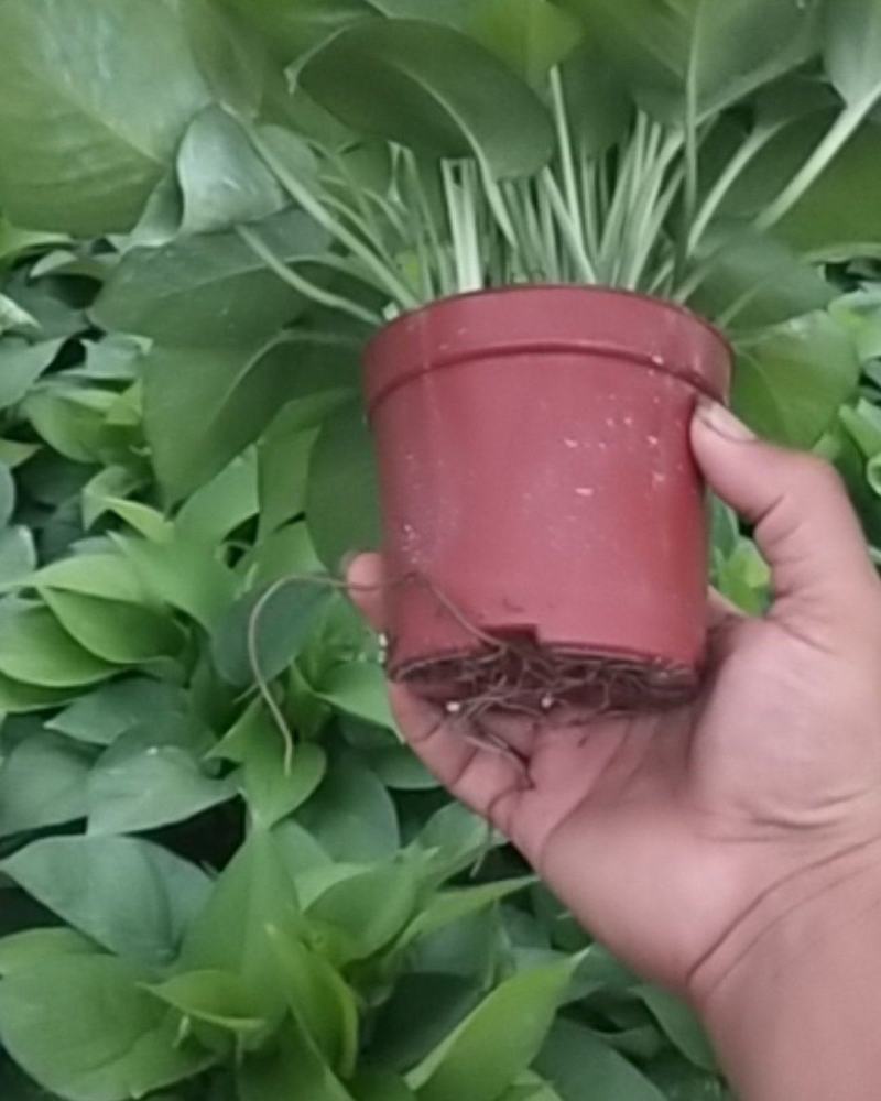 110#绿萝植物水培绿植自己家有货大量供应