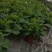 110#绿萝植物水培绿植自己家有货大量供应