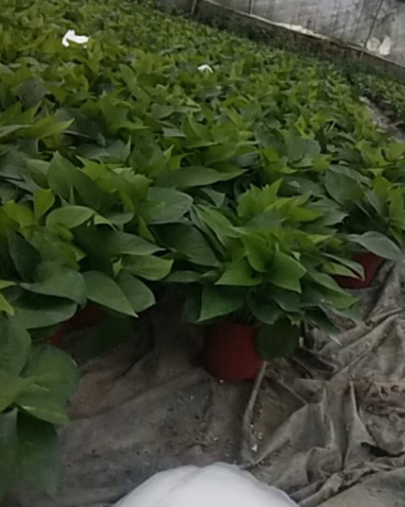 110#绿萝植物水培绿植自己家有货大量供应