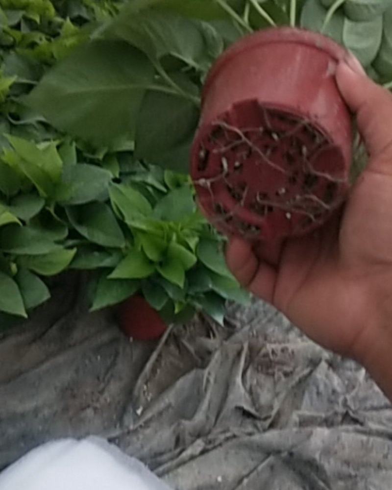 110#绿萝植物水培绿植自己家有货大量供应