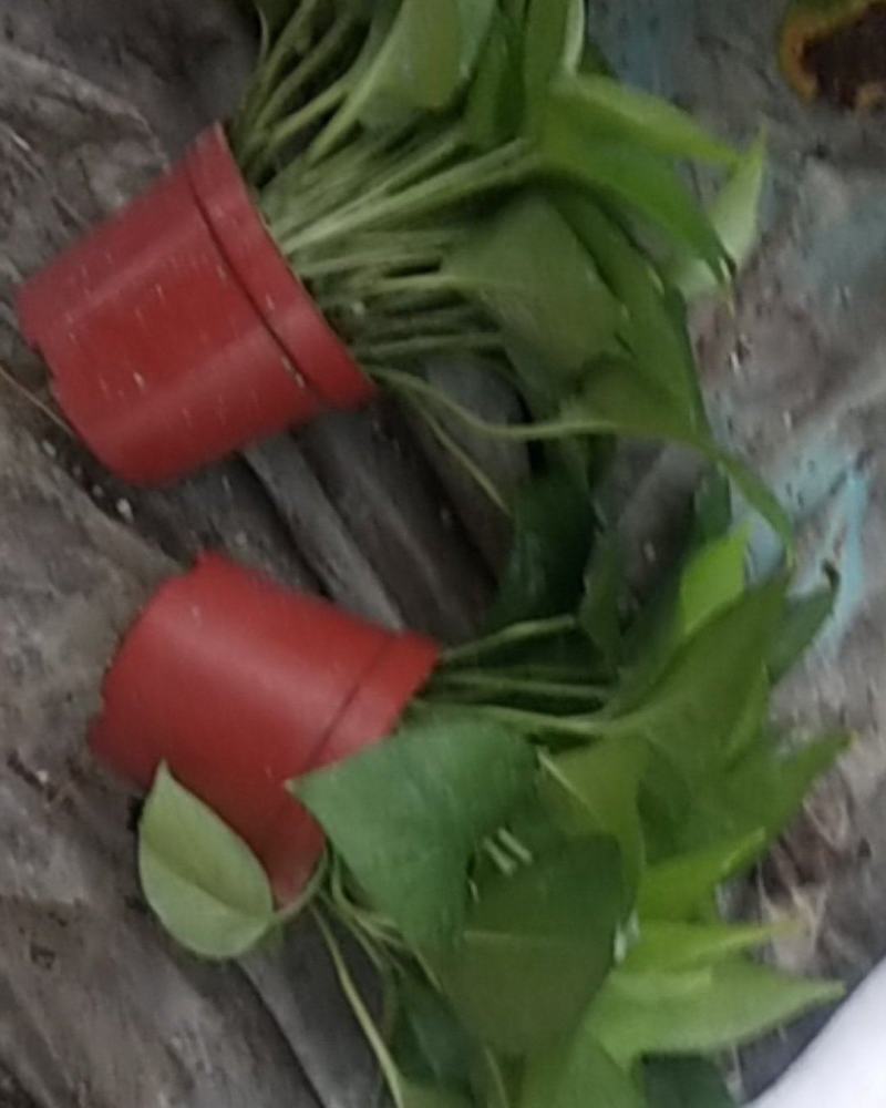 110#绿萝植物水培绿植自己家有货大量供应