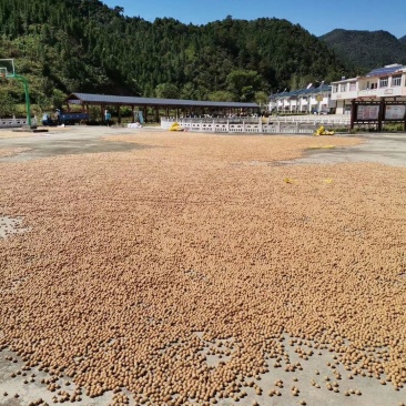 大别山山核桃现货大量有货