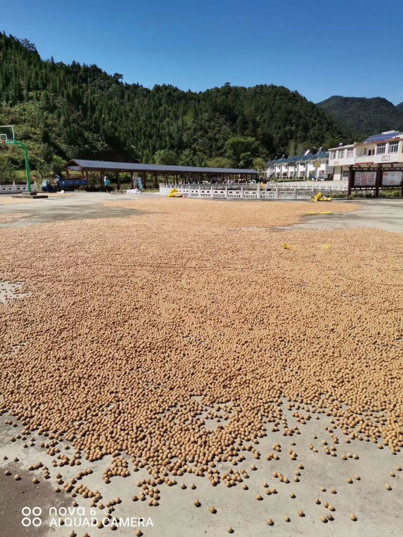 大别山山核桃现货大量有货