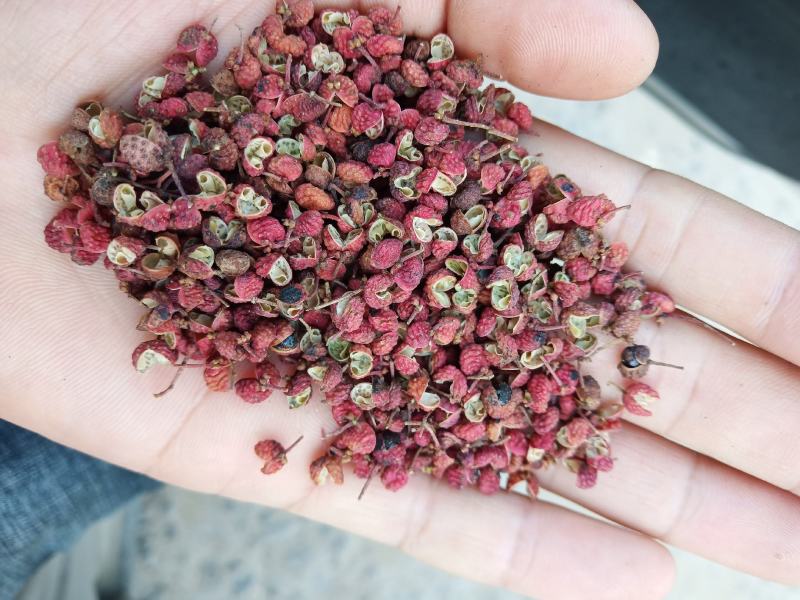大红袍花椒一级干