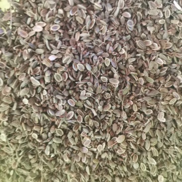 内蒙防风种子新货量大