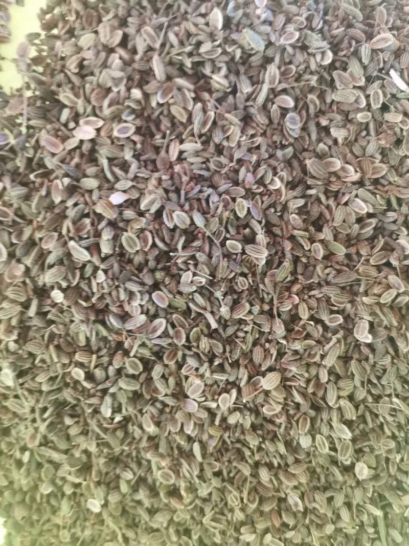内蒙防风种子新货量大