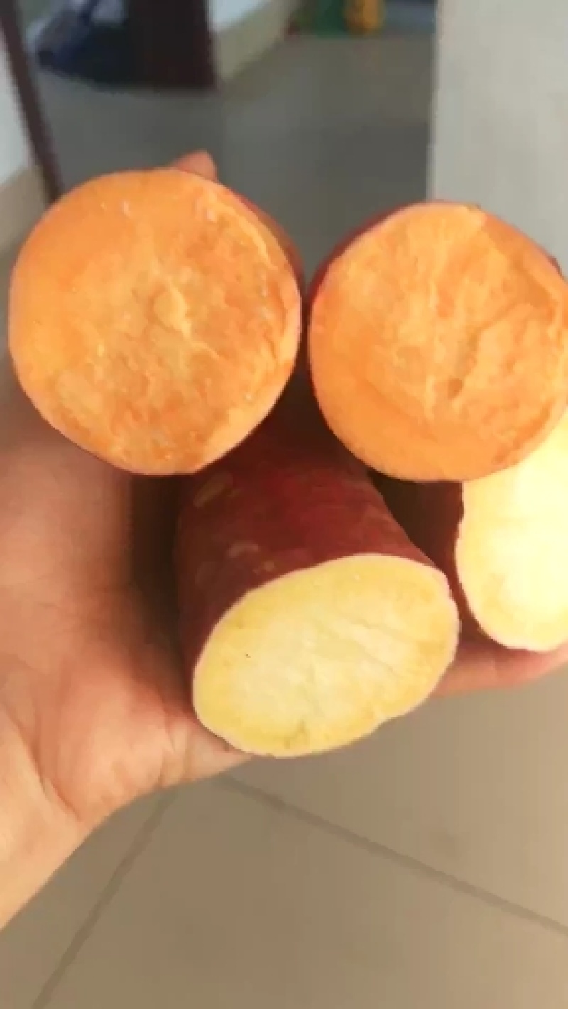山东烟薯25大量出售，红皮红心超软甜糯可视频看货