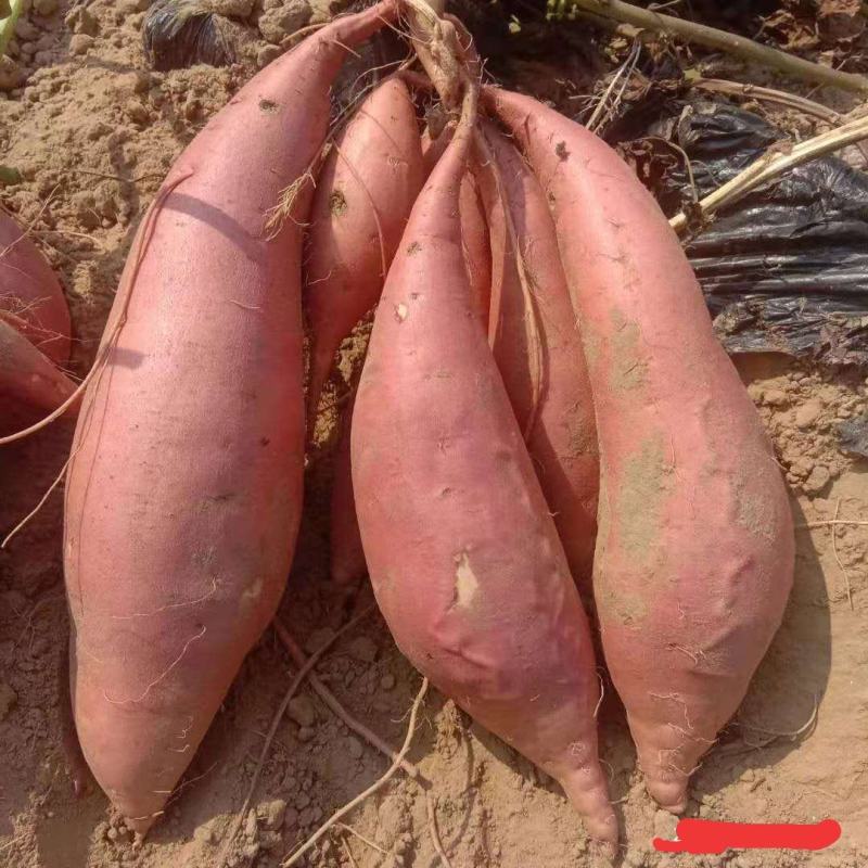 山东烟薯25大量出售，红皮红心超软甜糯可视频看货