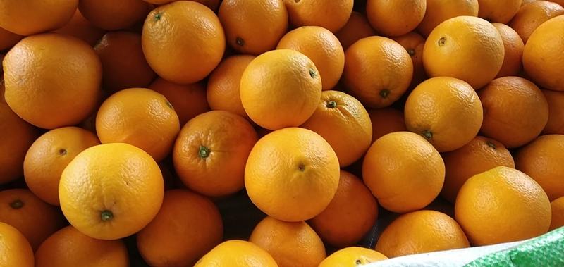 【精品】橙子四川脐橙醉美红色梨乡柑桔诚致与你合作