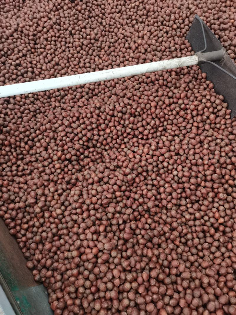 辽宁精品糖炒大榛子熟榛子坚果果仁饱满产地直发精选大颗粒果