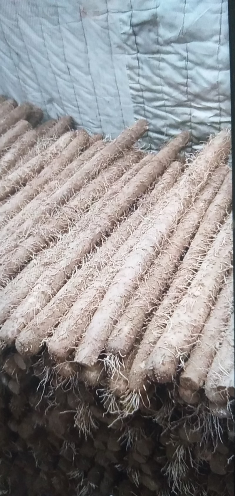 冷库白玉通货，细条，佛手山药，毛条，断咕噜等白玉山药