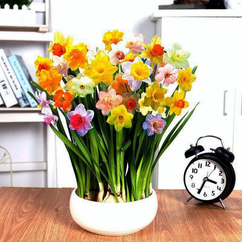 进口百合花种球重瓣进口百合四季种植花卉花海盆栽