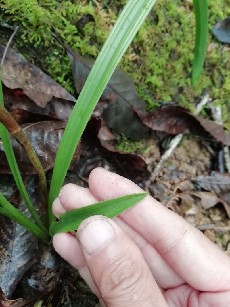 兰草下山兰新鲜货好苗壮
