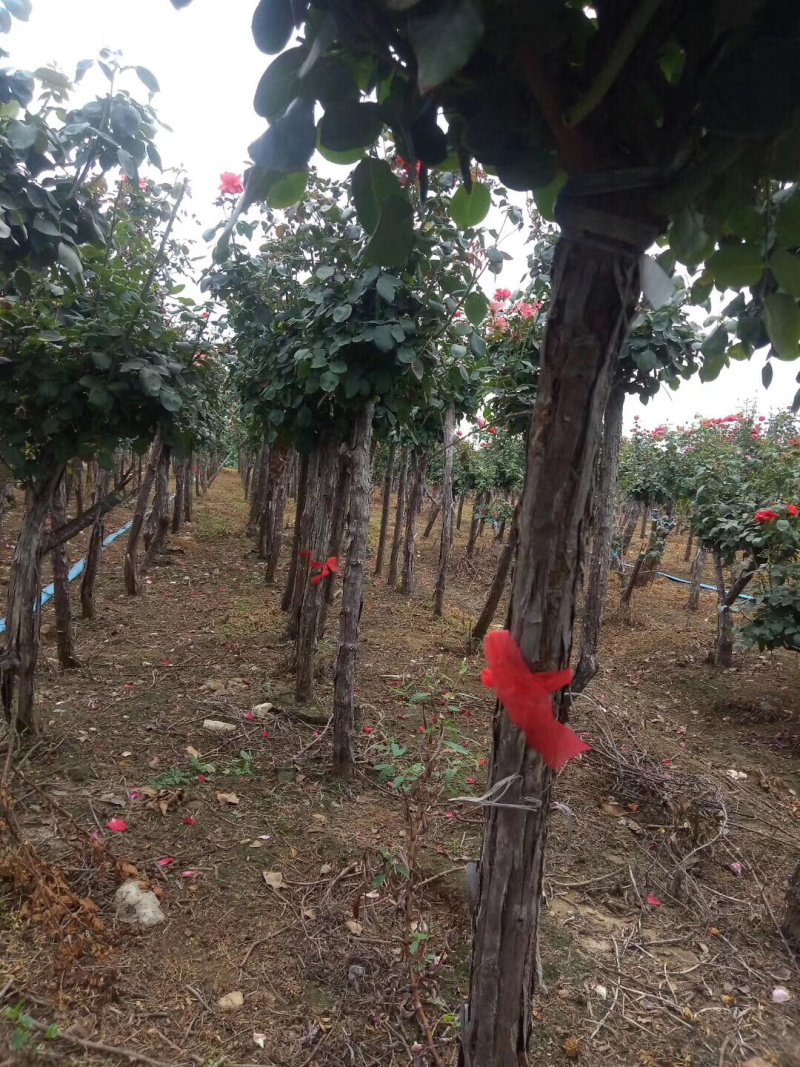 月季树状月季树桩月季棒棒糖月季自家苗圃基地一手货源