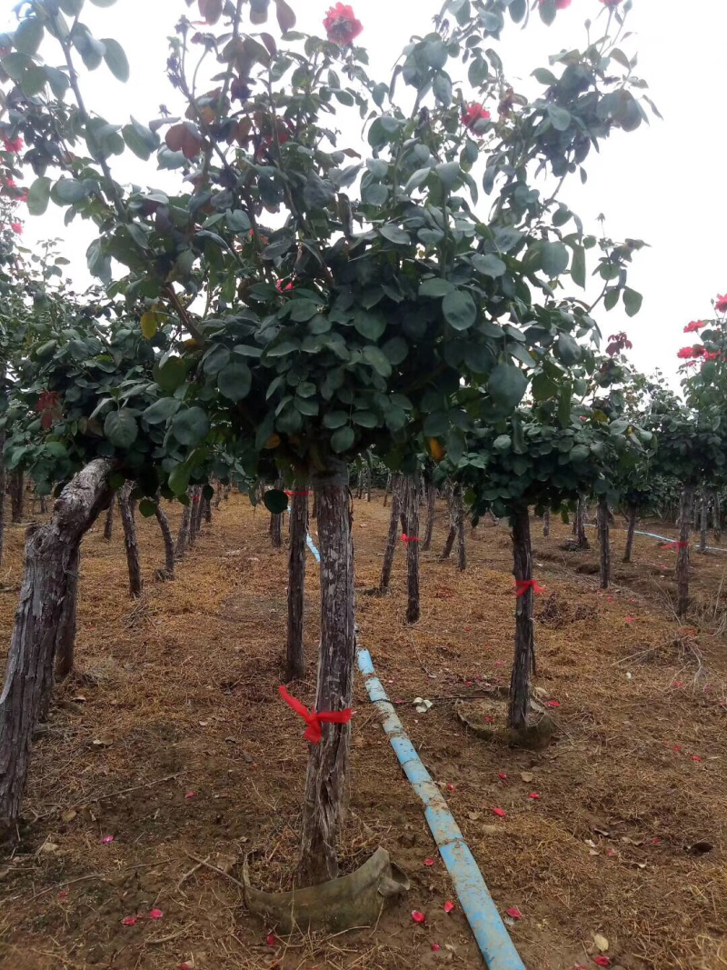 月季树状月季树桩月季棒棒糖月季自家苗圃基地一手货源