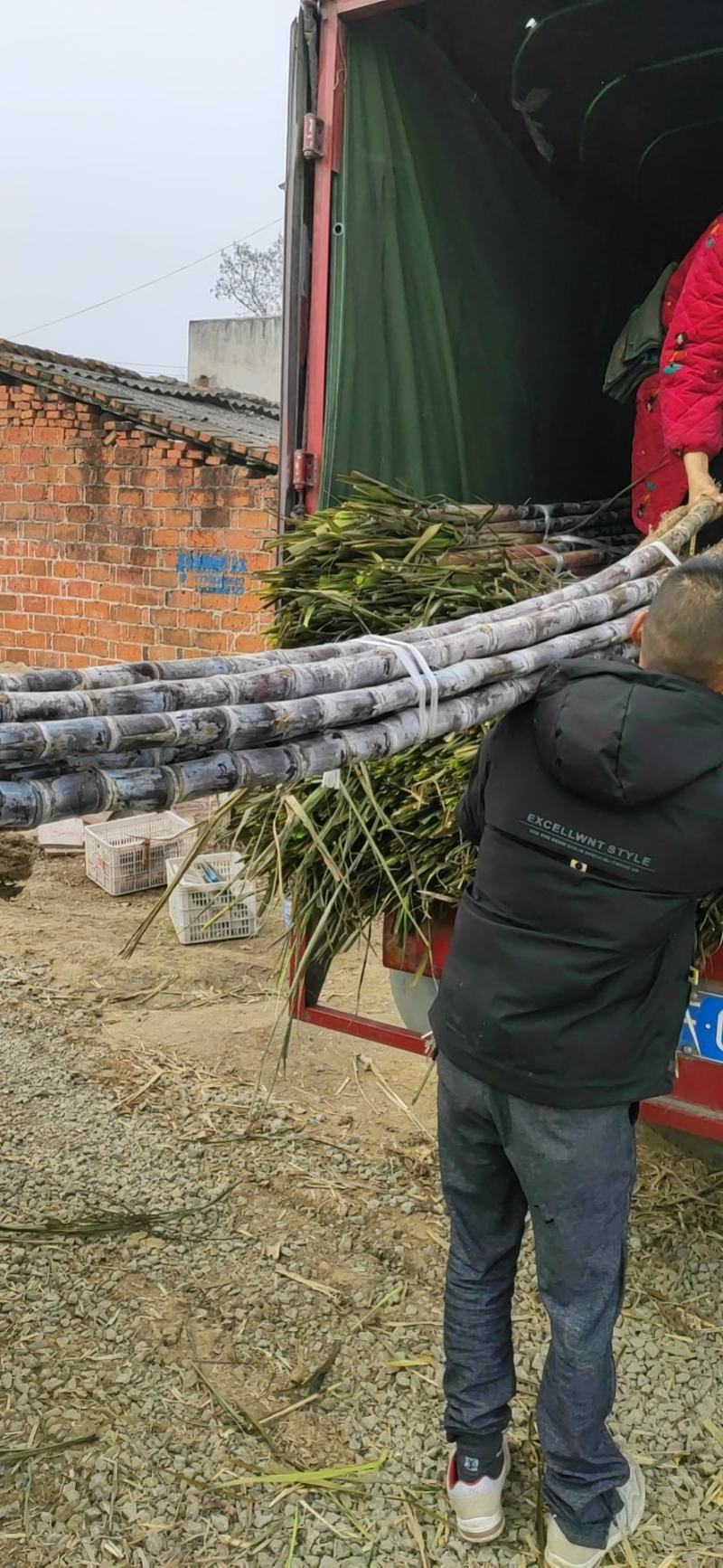 湖北黑皮甘蔗，黑皮商品果蔗自产直销代办装车